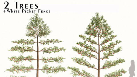 Set of Apple Trees (Malus domestica) and White Picket Fence (2 Trees)