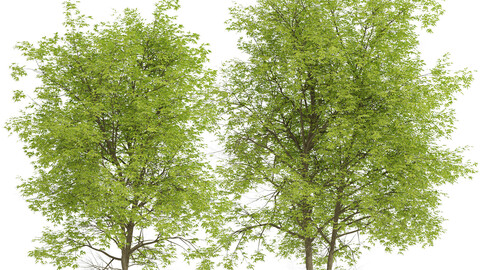 Set of Pampkin ash Trees (Fraxinus profunda) (2 Trees)
