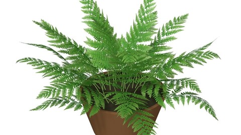 3D Fern alpha channel model
