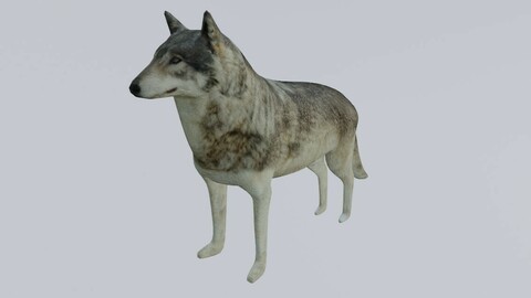 Wolf - Low poly and High poly - Lobo 3D model