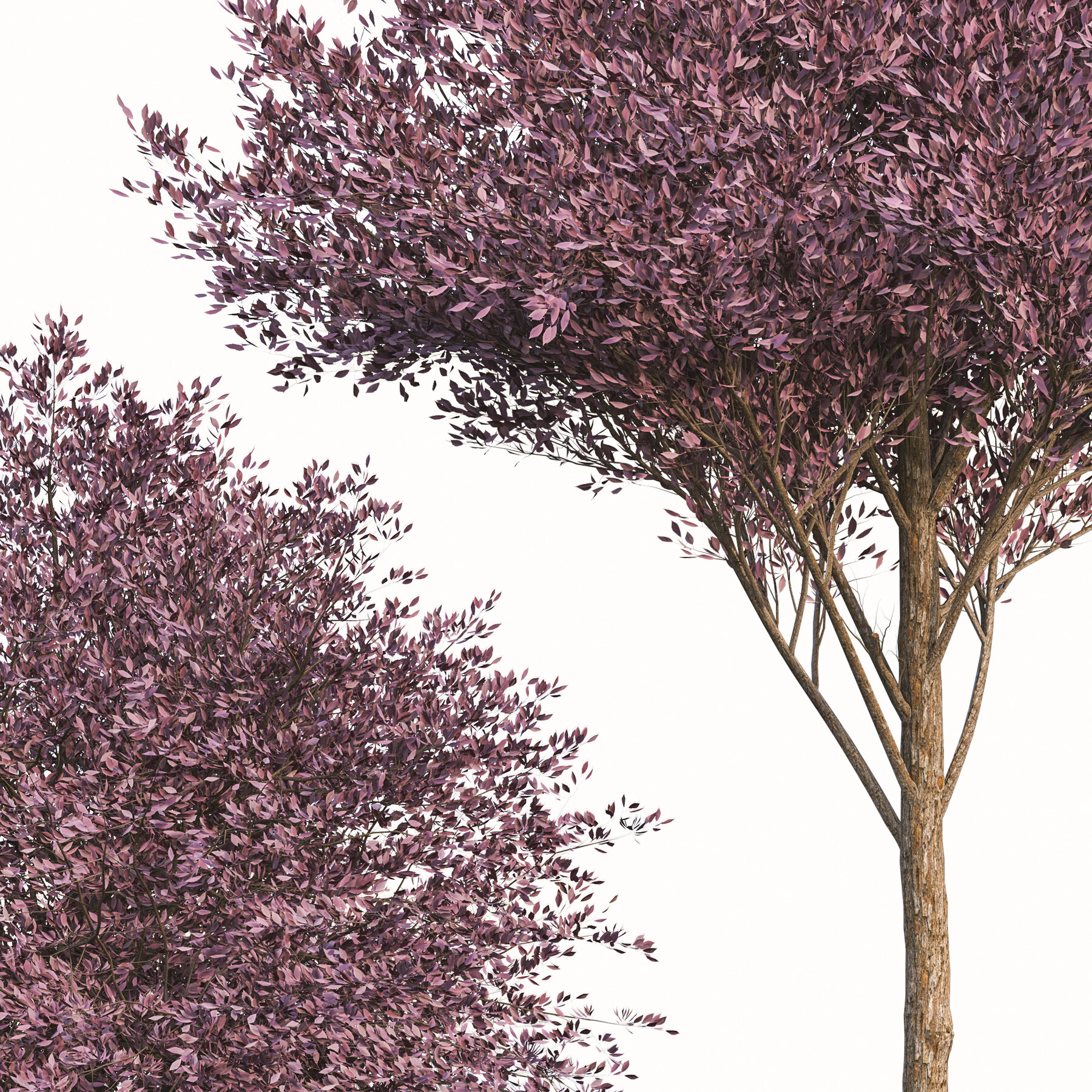 ArtStation Set of Purple Pony Plum Trees (Prunus cerasifera) (2 Trees