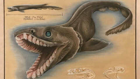 Frilled shark