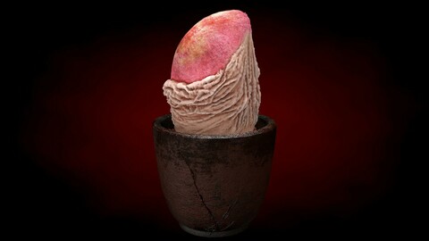 Genital shaped Plant with Pot