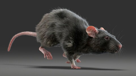 Rat Fur Animated Black