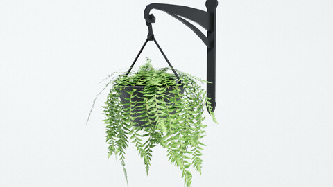 Fern in Hanging Pot