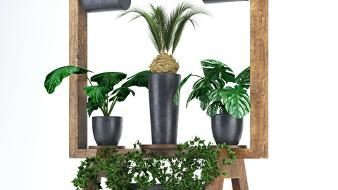Wooden stand of plants collection