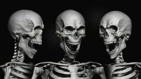 Zbrush skeleton / skull / Aantomy