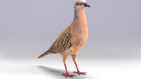 Spotted dove