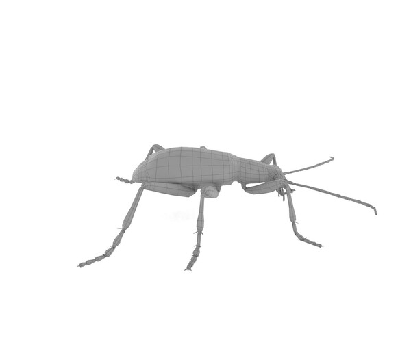 ArtStation Bombardier Beetle Resources