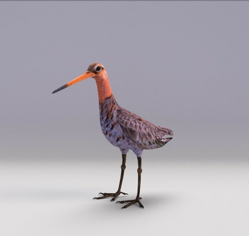 ArtStation - Black-tailed Godwit | Game Assets