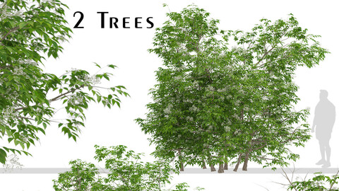 Set of Sambucus nigra Trees (Elder Gewone vlier) (2 Trees)