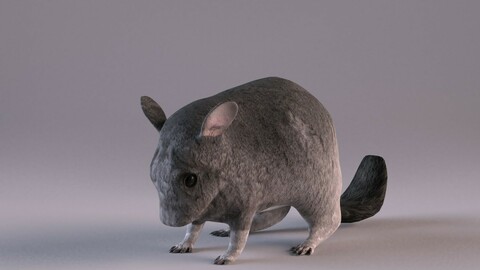 Chinchilla