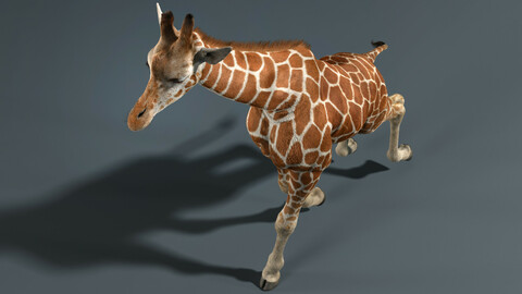 Giraffe Fur Animated