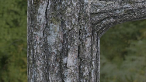 Tree Bark 1 PBR Material