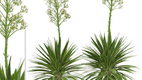 Set of Agave Angustifolia Trees (Caribbean Agave) (2 Trees)