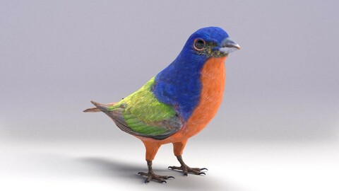Painted Bunting