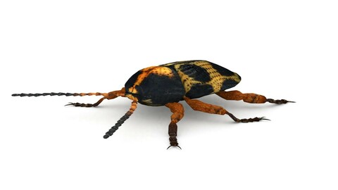 Ten-Spotted Pot Beetle