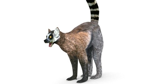 Lemur