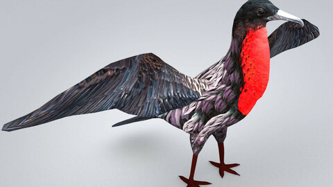 Magnificent frigatebird Fregata magnificens