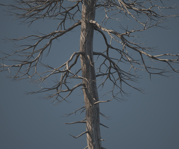 Artstation - Tall Dead Trees Pack 