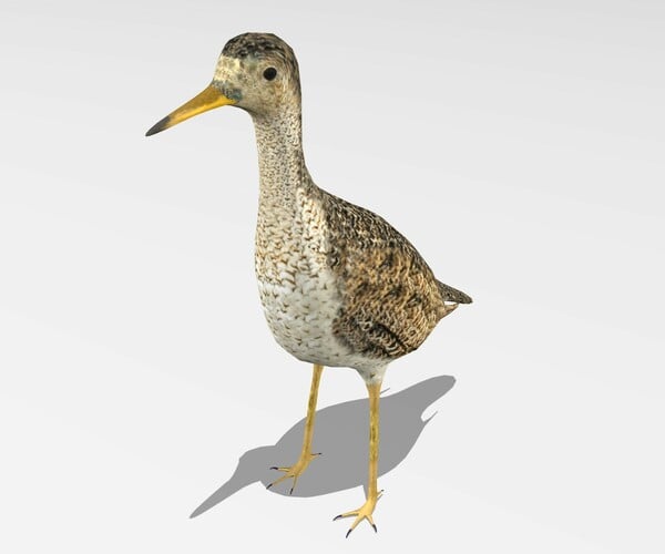 ArtStation - Upland sandpiper | Resources