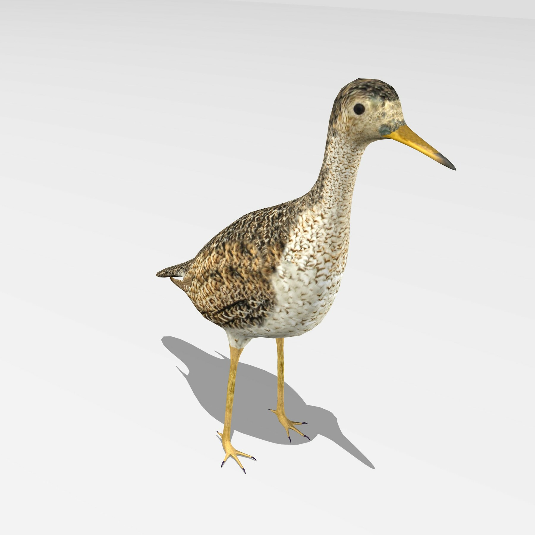 ArtStation - Upland sandpiper | Resources