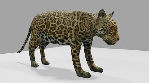 Jaguar - Ounce - Onca Pintada Low-poly 3D model