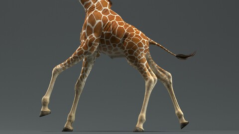 Giraffe Animated