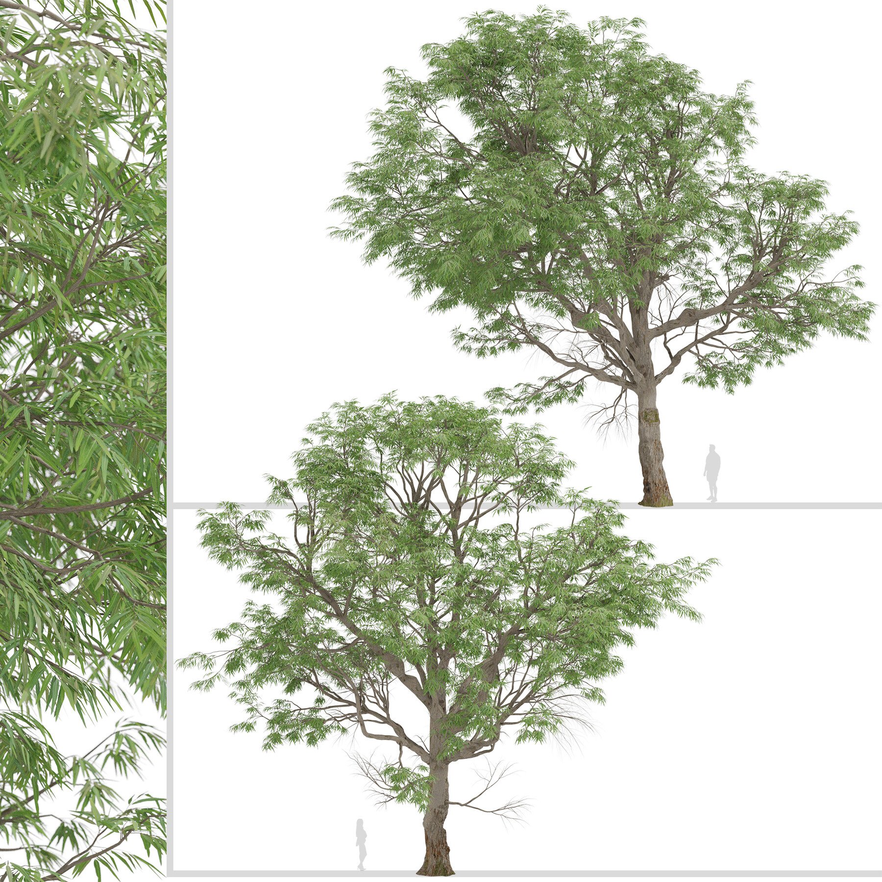 Artstation - Set Of Eucalyptus Radiata Trees (forth River Peppermint 