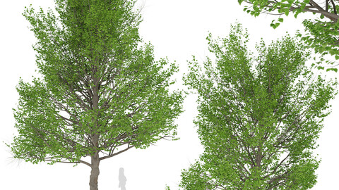 Set of American Linden Trees (Tilia americana basswood) (2 Trees)