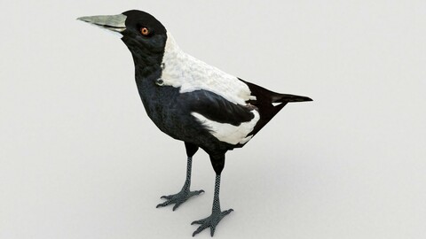 Magpie