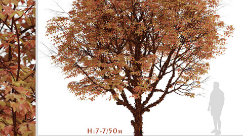 Set of Acer griseum Trees (Paperbark maple) (2 Trees)