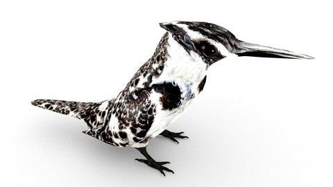 Pied Kingfisher(Ceryle rudis)
