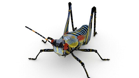 Elegant Grasshopper(Zonocerus elegans)