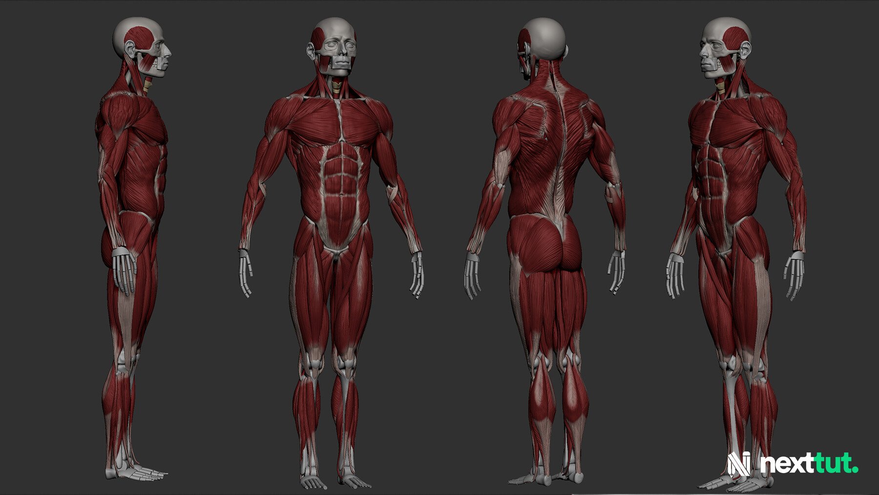 dynamic male anatomy for artists in zbrush