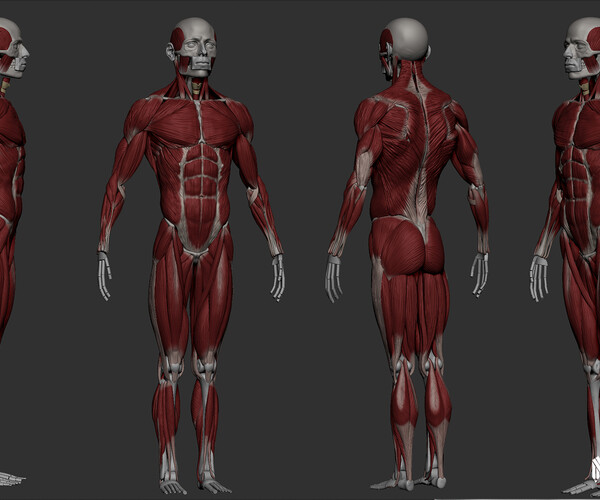 ArtStation - Dynamic Male Anatomy for Artists in Zbrush | Resources