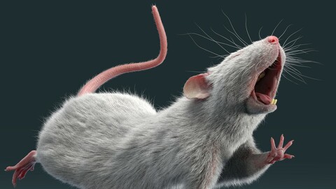 Rat Fur Rigged White