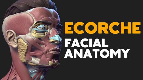 Ecorche. Facial anatomy