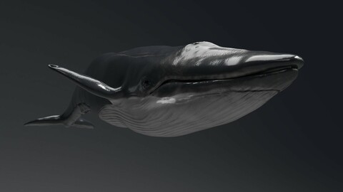 Blue Whale Model 9 Animations uasset unitypackage