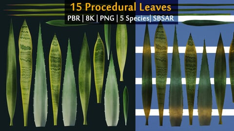 15 Leaves Atlas | 5 Evergreen Plants Species | PBR | 8K | SBSAR