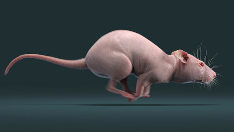 Rat Hairless Animated