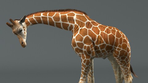Giraffe Rigged