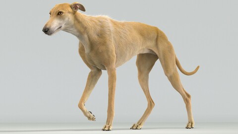 Greyhound Brown Fur Animated