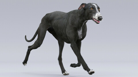 Greyhound Black Fur Animated