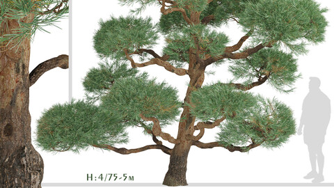 Set of Pinus Sylvestris Trees (Waldkiefer) (2 Trees)