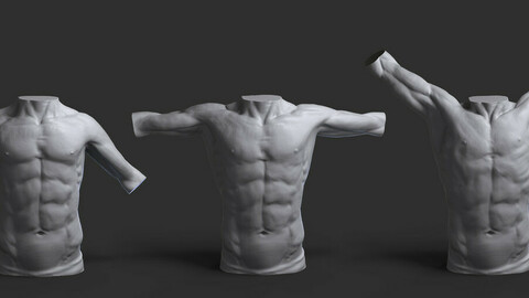 Moving male torso anatomy