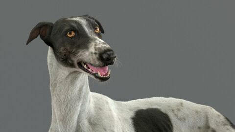 Greyhound Spotted Fur Rigged