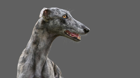 Greyhound Tiger Fur Rigged