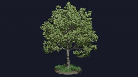 Tree - Broadleaf