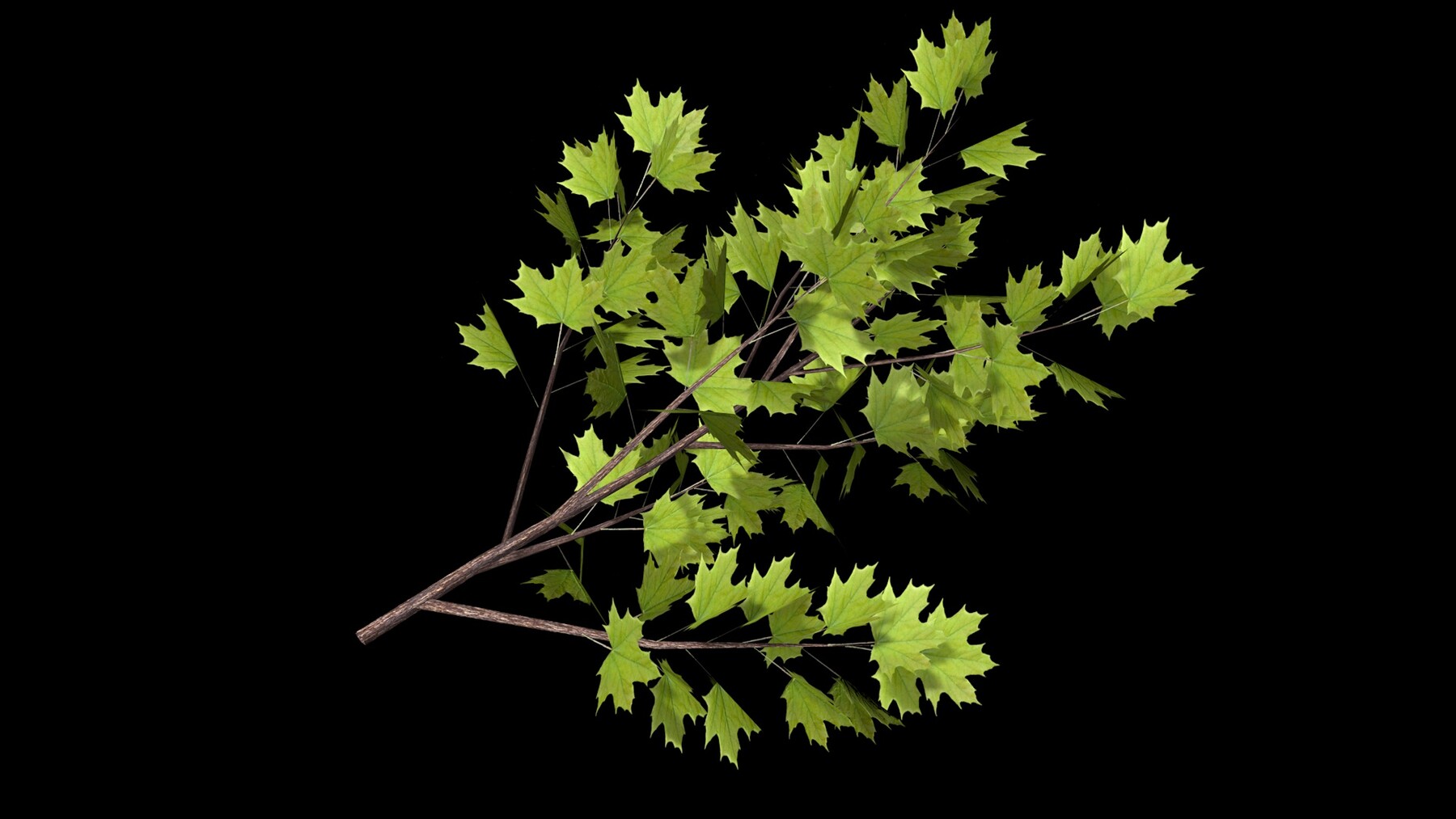 ArtStation - Maple branch | Resources